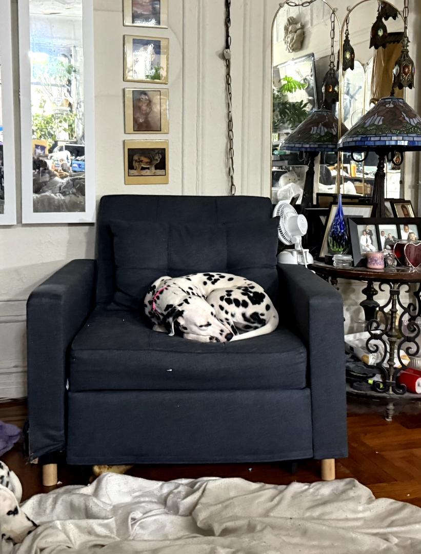 Enlarge Luna-ADOPTION PENDING, a ADOPTABLE Dalmatian in New York, NY image 5/5