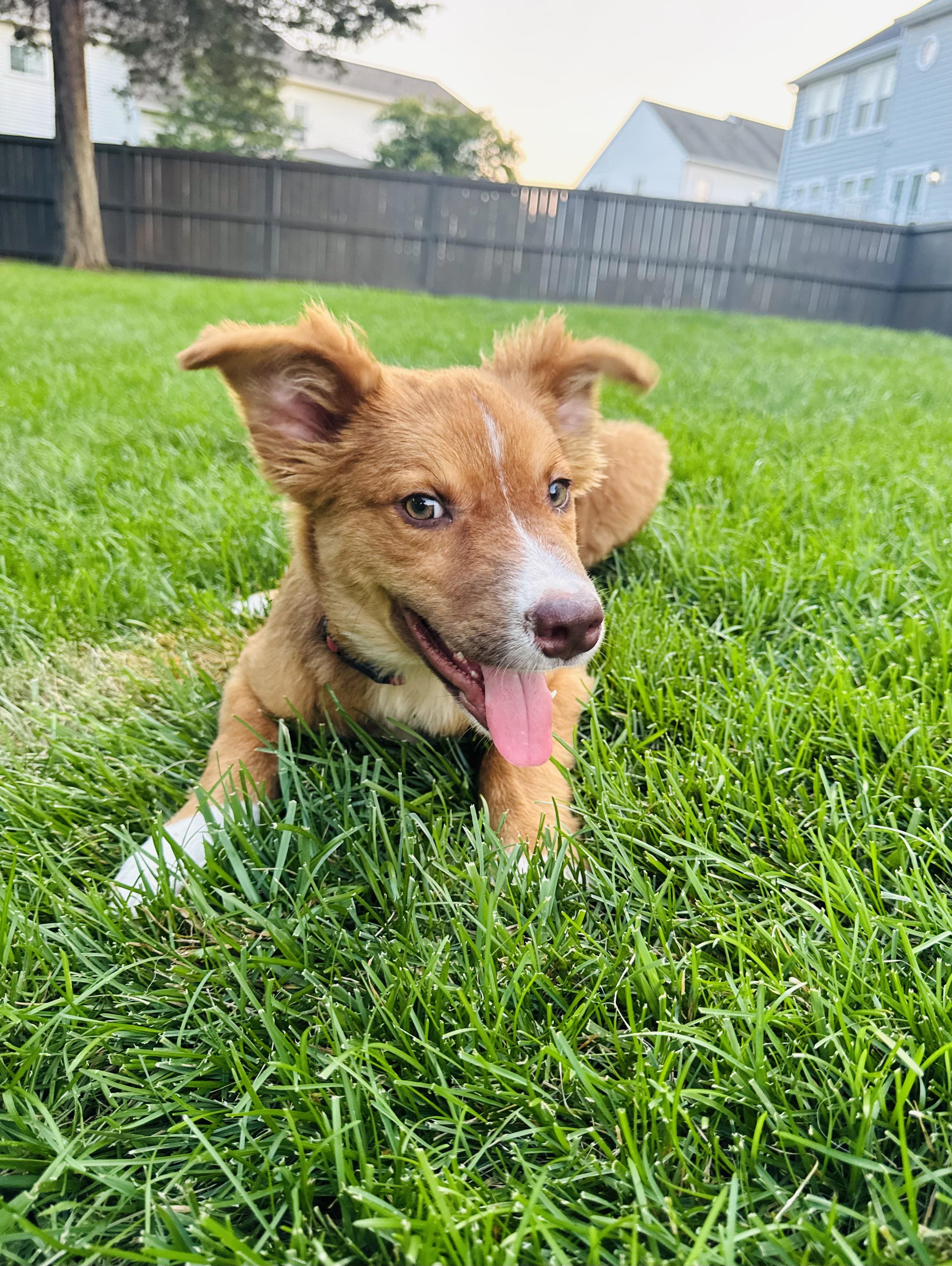Mars, Baby Male Mixed Breed