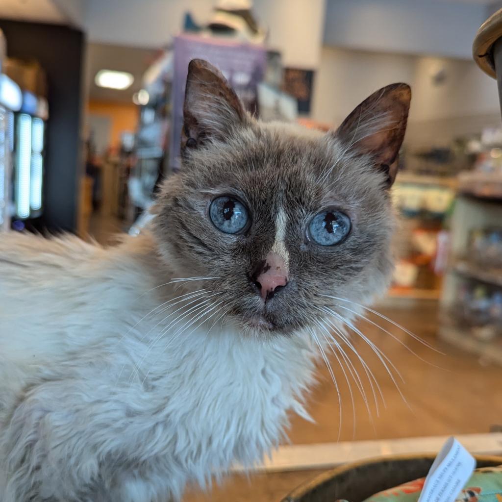 Mouse, a Adoptable Domestic Short Hair in Morrison, CO image 1/6