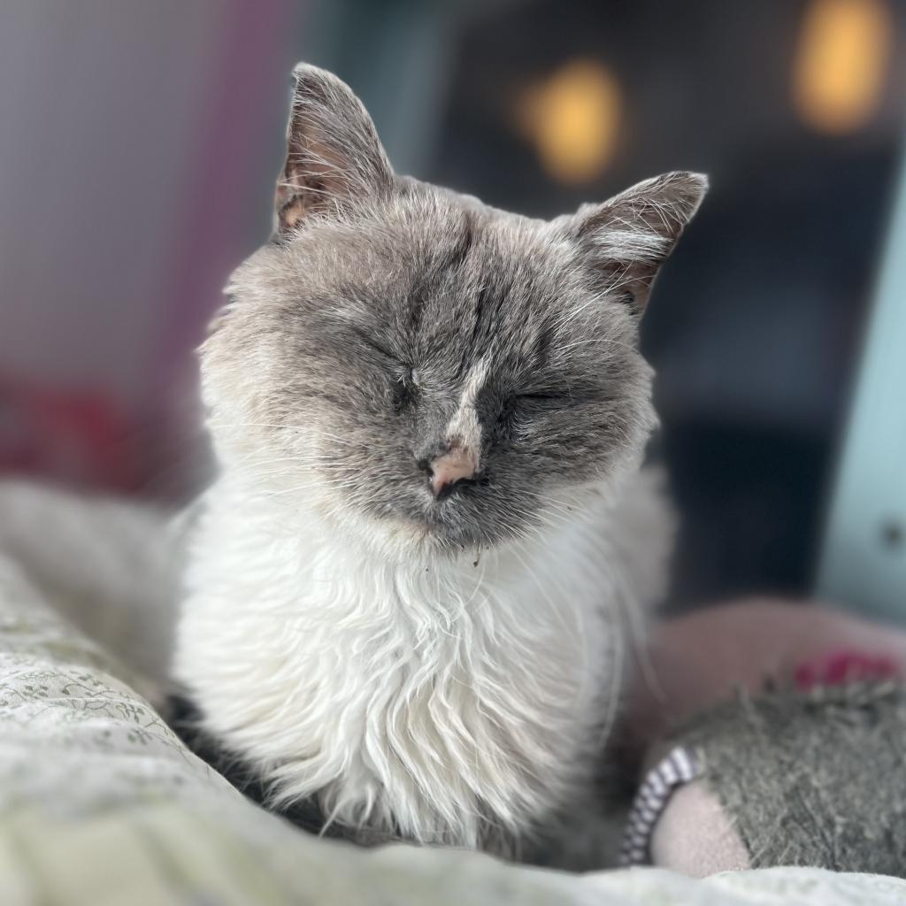 Mouse, a Adoptable Domestic Short Hair in Morrison, CO image 2/6