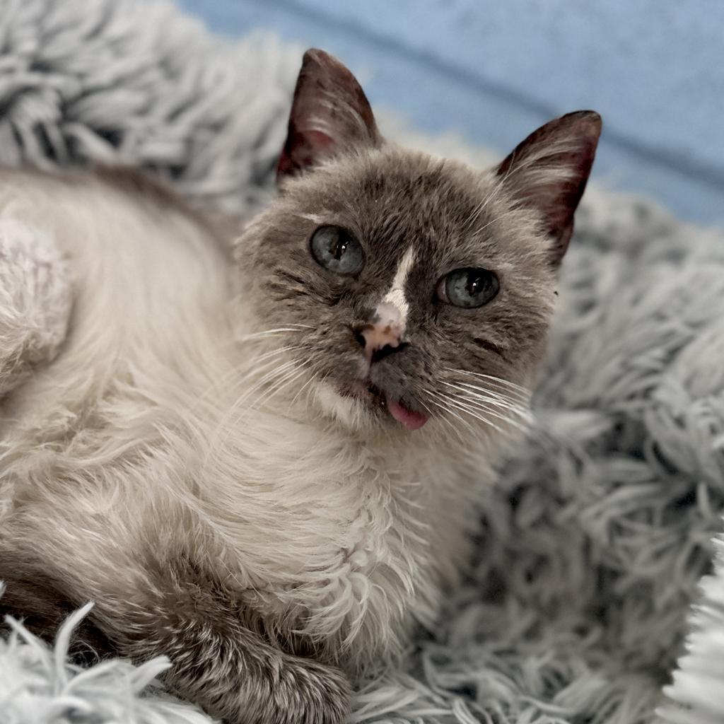 Mouse, a Adoptable Domestic Short Hair in Morrison, CO image 3/6