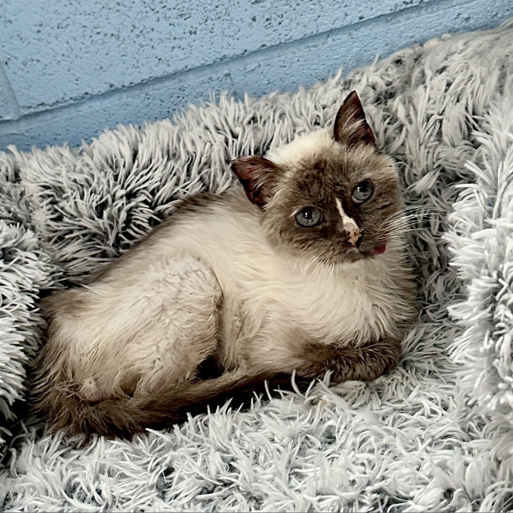 Mouse, a Adoptable Domestic Short Hair in Morrison, CO image 4/6