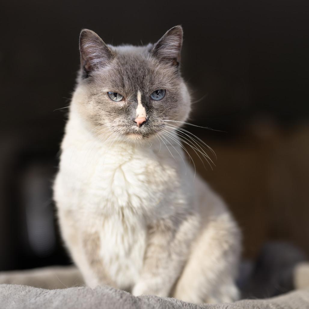 Mouse, a Adoptable Domestic Short Hair in Morrison, CO image 5/6