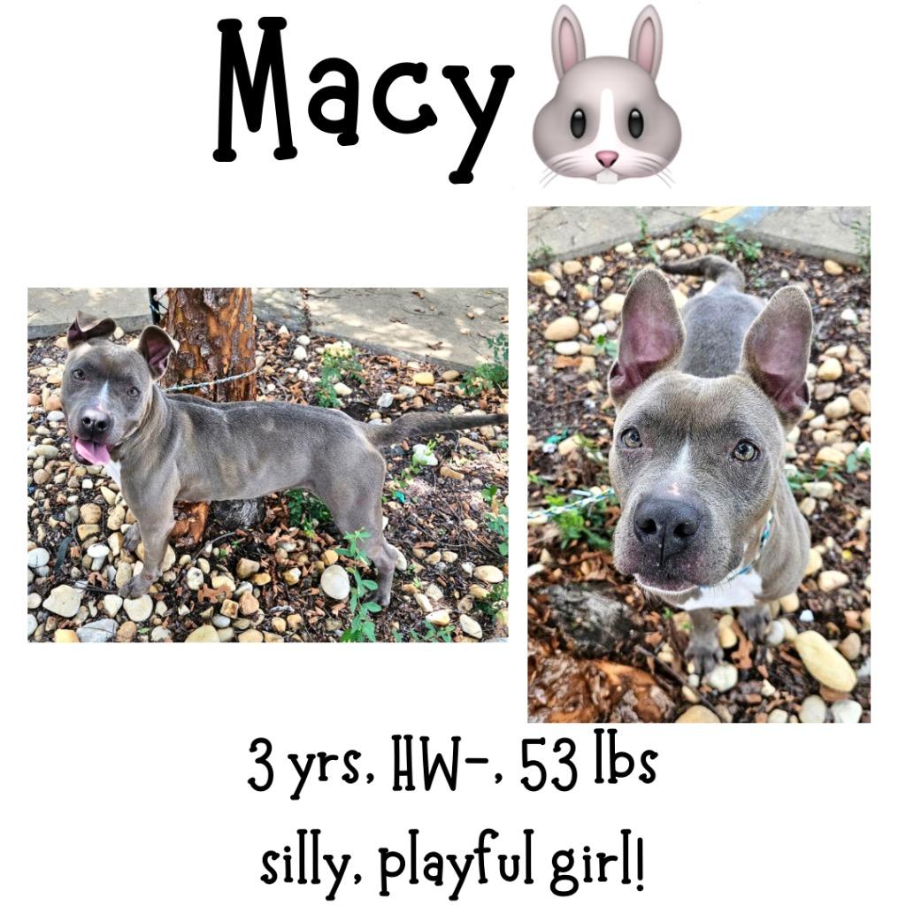 Macy, Adoptable, Adult Female Mixed Breed.