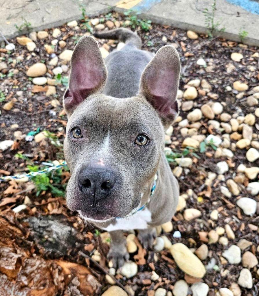 Macy, a Adoptable mixed breed in Albany, GA image 2/6