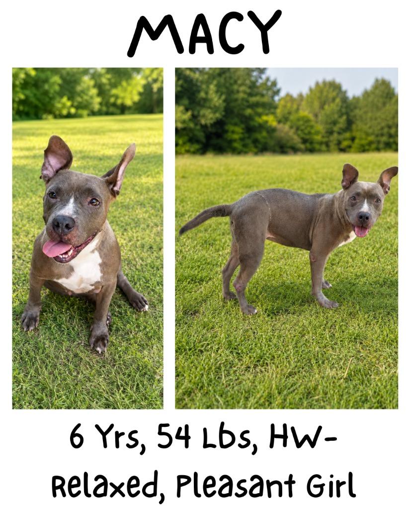Enlarge Macy, a Adoptable mixed breed in Albany, GA image 3/6