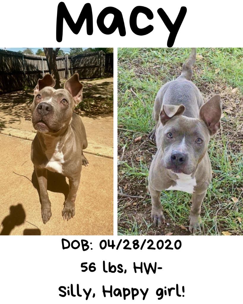 Macy, a Adoptable mixed breed in Albany, GA image 3/6