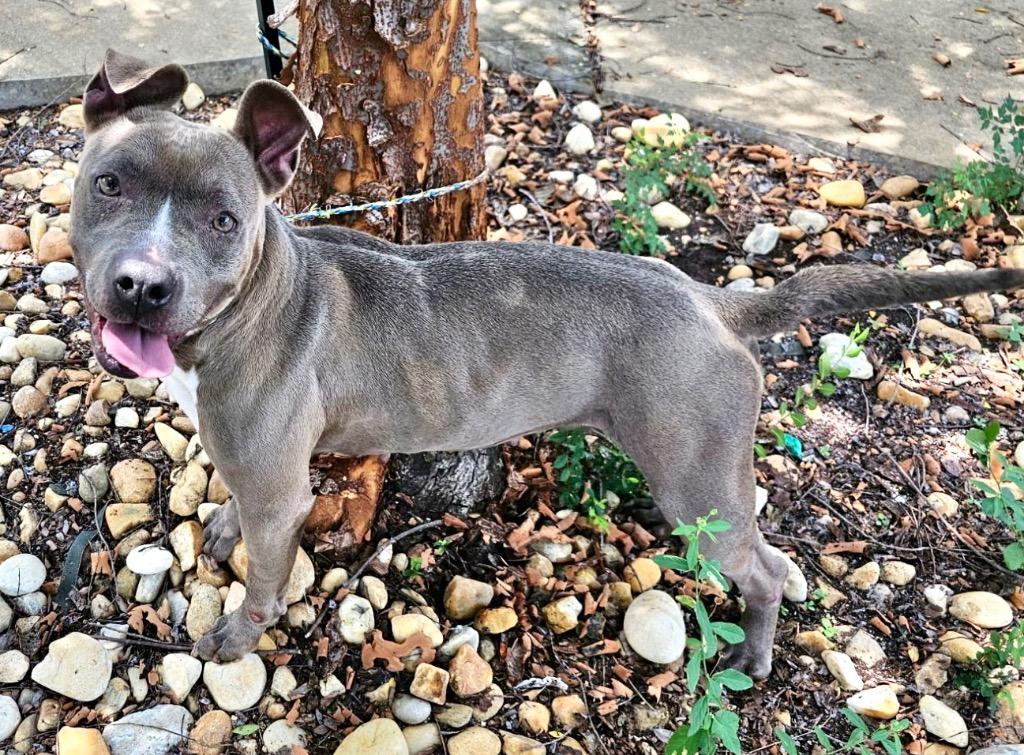 Macy, a Adoptable mixed breed in Albany, GA image 4/6