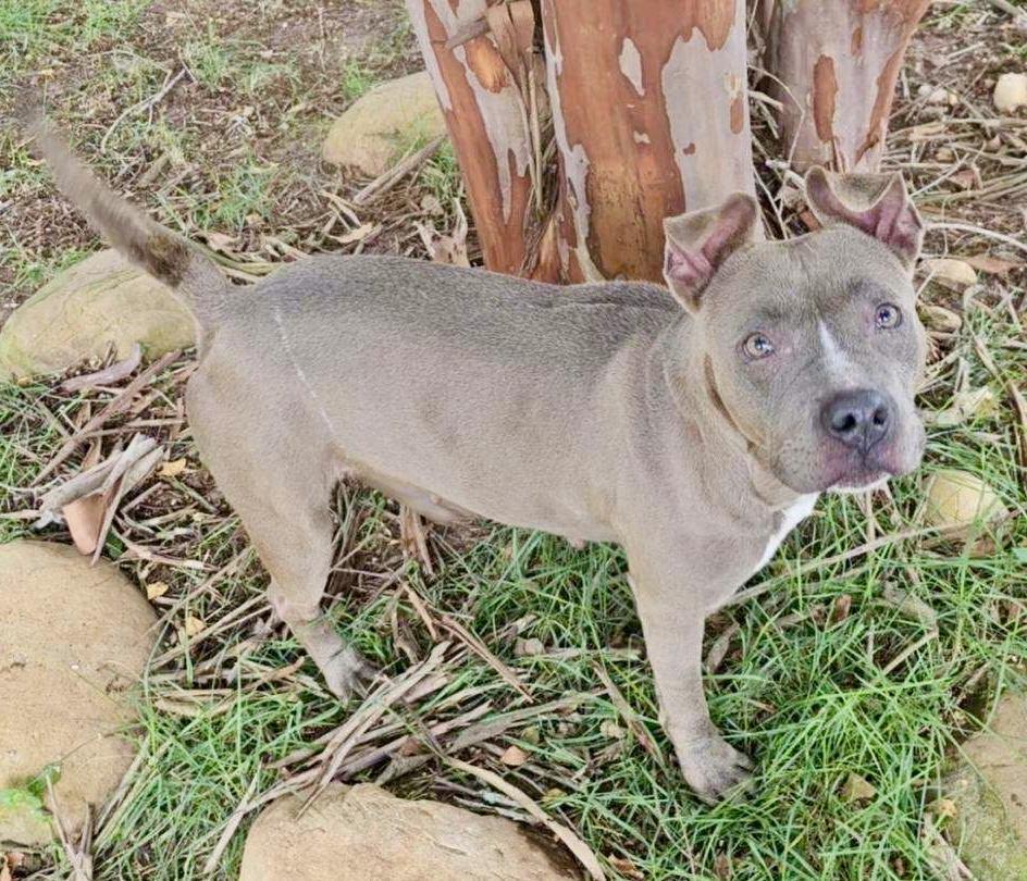 Macy, a Adoptable mixed breed in Albany, GA image 5/6
