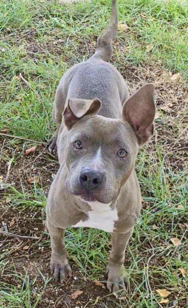 Macy, a Adoptable mixed breed in Albany, GA image 6/6