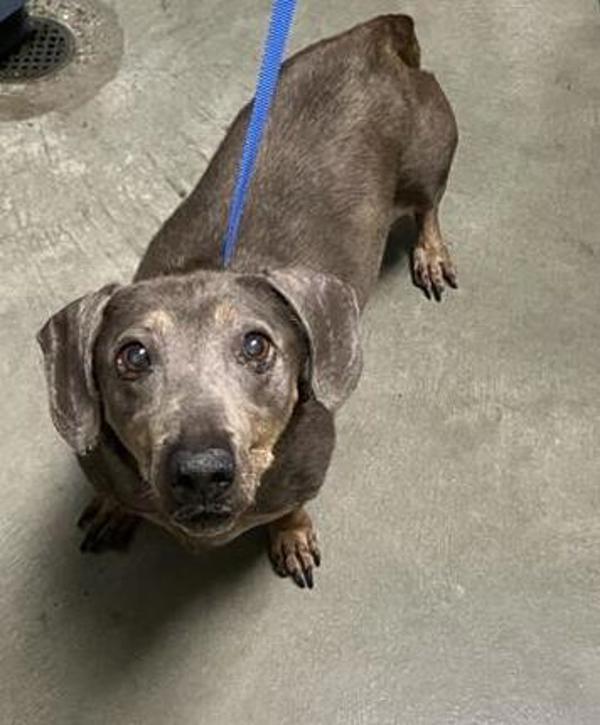 Enlarge Jolene, a Adoptable mixed breed in Hollister, CA image 1/1