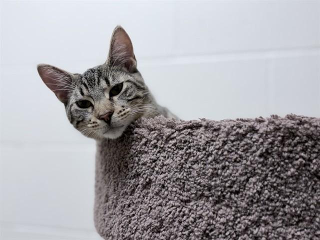 Enlarge FRED, a Adoptable Domestic Short Hair in Ames, IA image 1/1