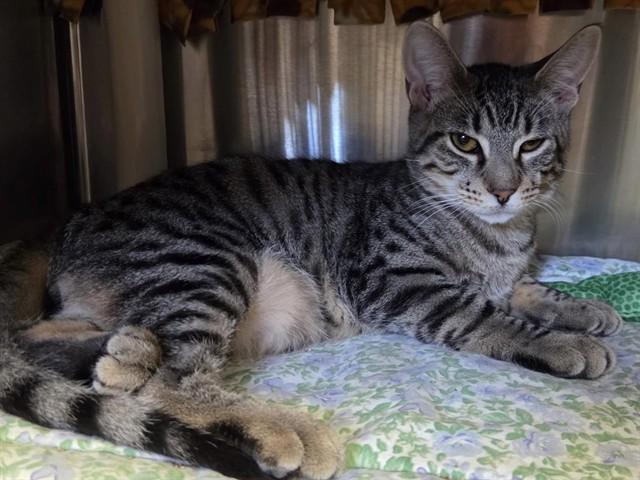 FRED, Adoptable, Kitten Male Domestic Short Hair.