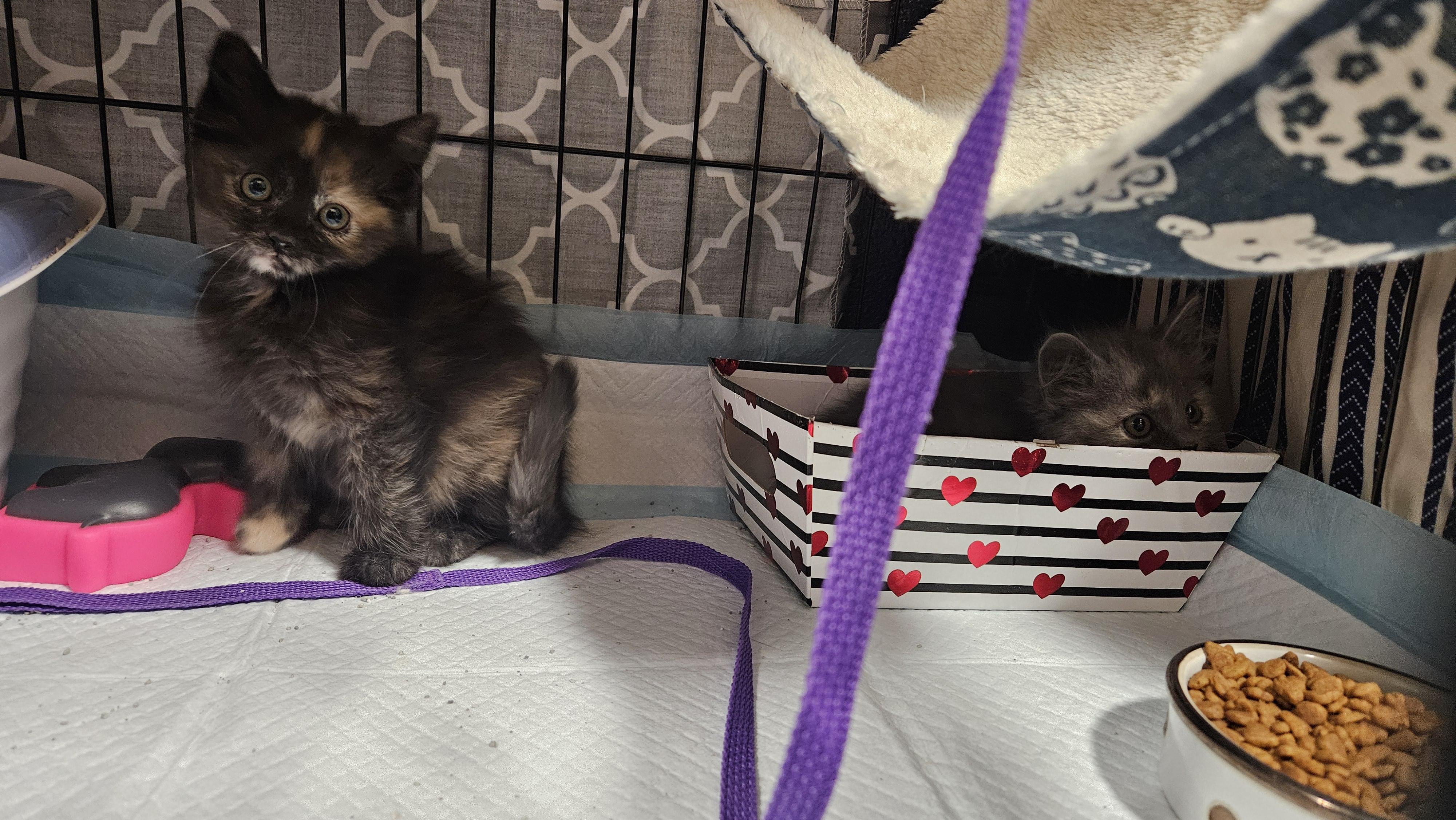 Nani & Lilo, a ADOPTABLE mixed breed in Chubbuck, ID image 6/6