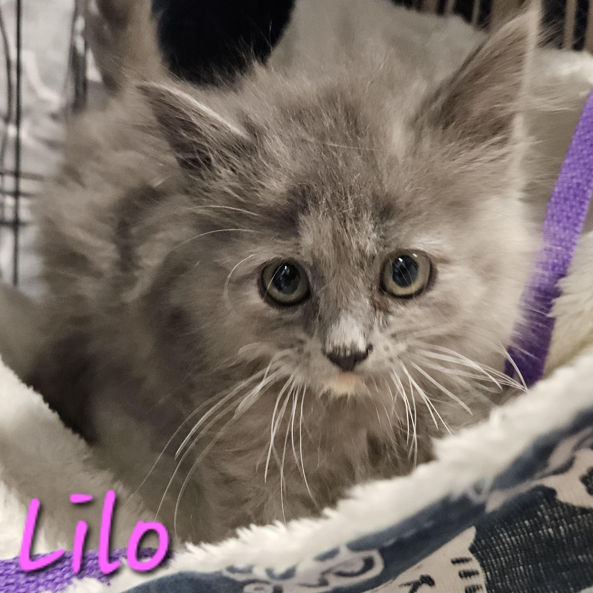 Nani & Lilo, a ADOPTABLE mixed breed in Chubbuck, ID image 3/6