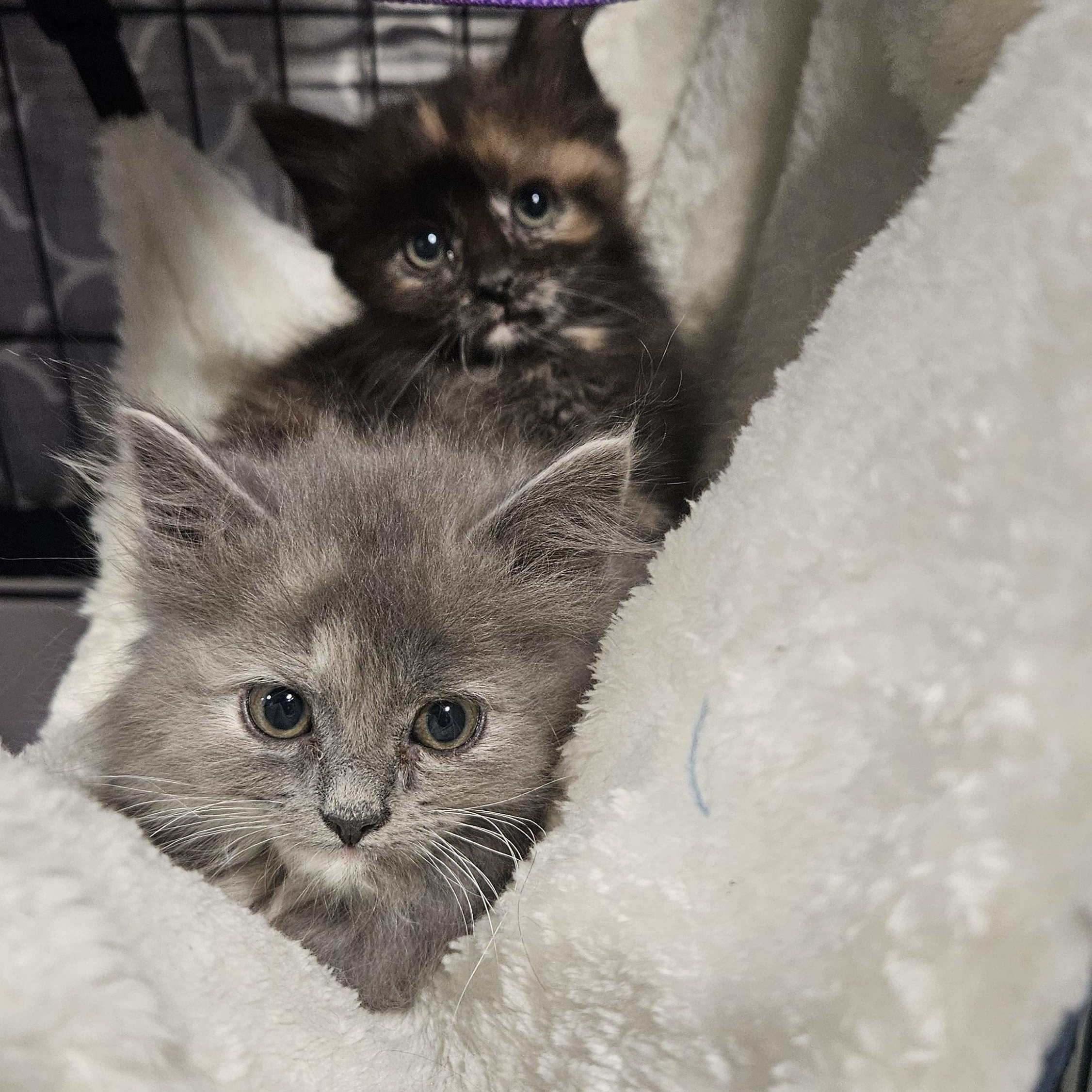 Nani & Lilo, a ADOPTABLE mixed breed in Chubbuck, ID image 1/6