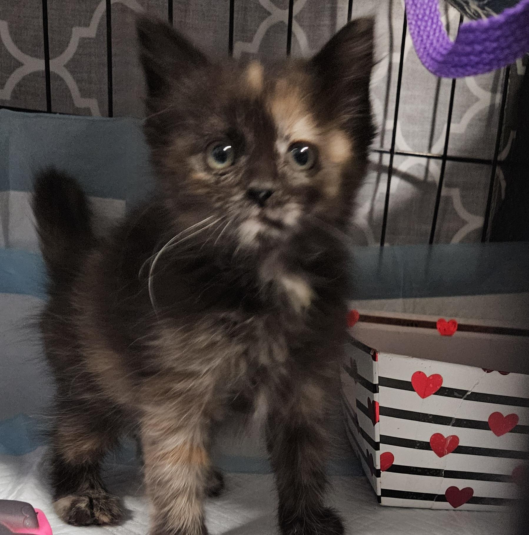 Nani & Lilo, a ADOPTABLE mixed breed in Chubbuck, ID image 4/6