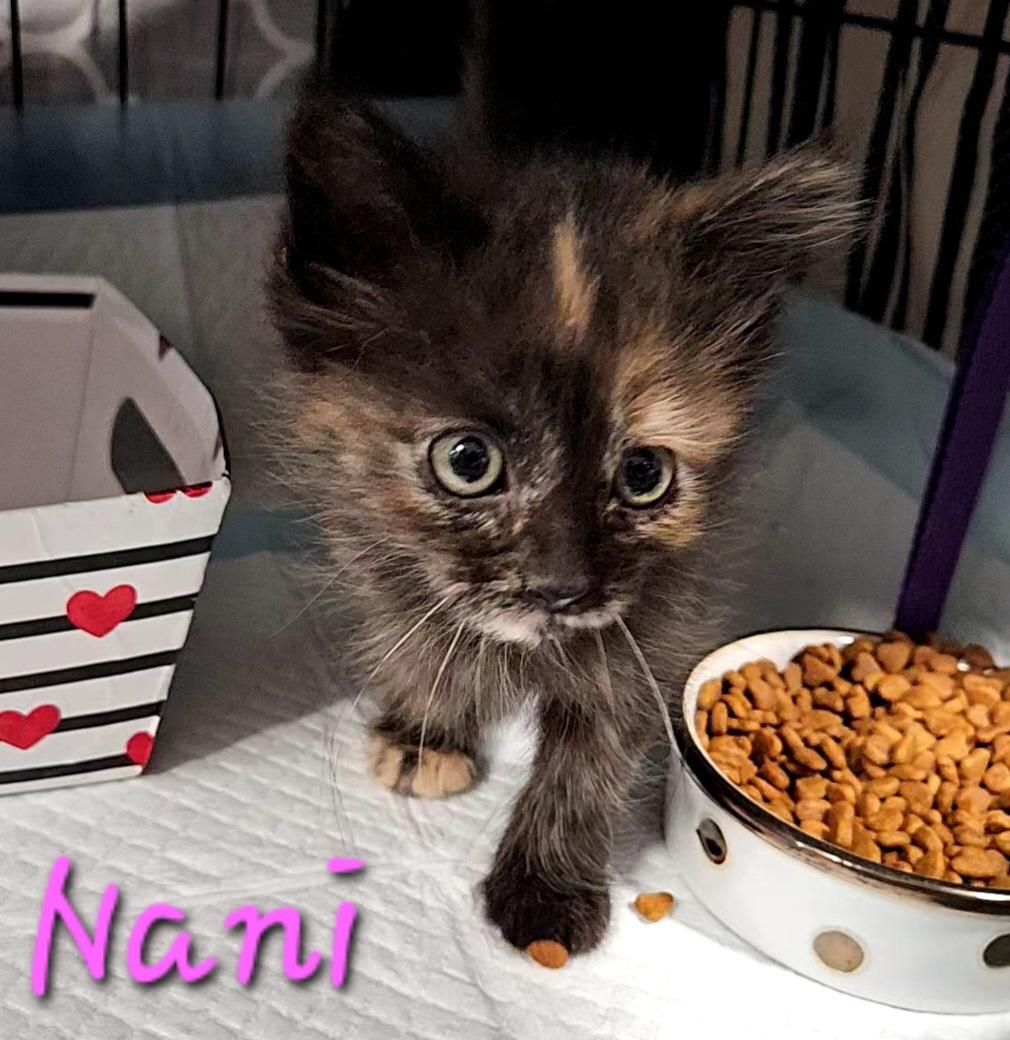 Nani & Lilo, a ADOPTABLE mixed breed in Chubbuck, ID image 2/6