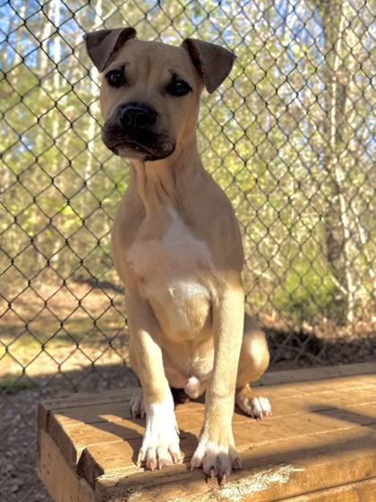 Tiny Tim, a Adoptable mixed breed in Cumming, GA image 1/3