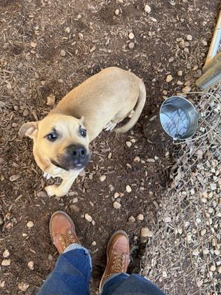 Tiny Tim, a Adoptable mixed breed in Cumming, GA image 2/3