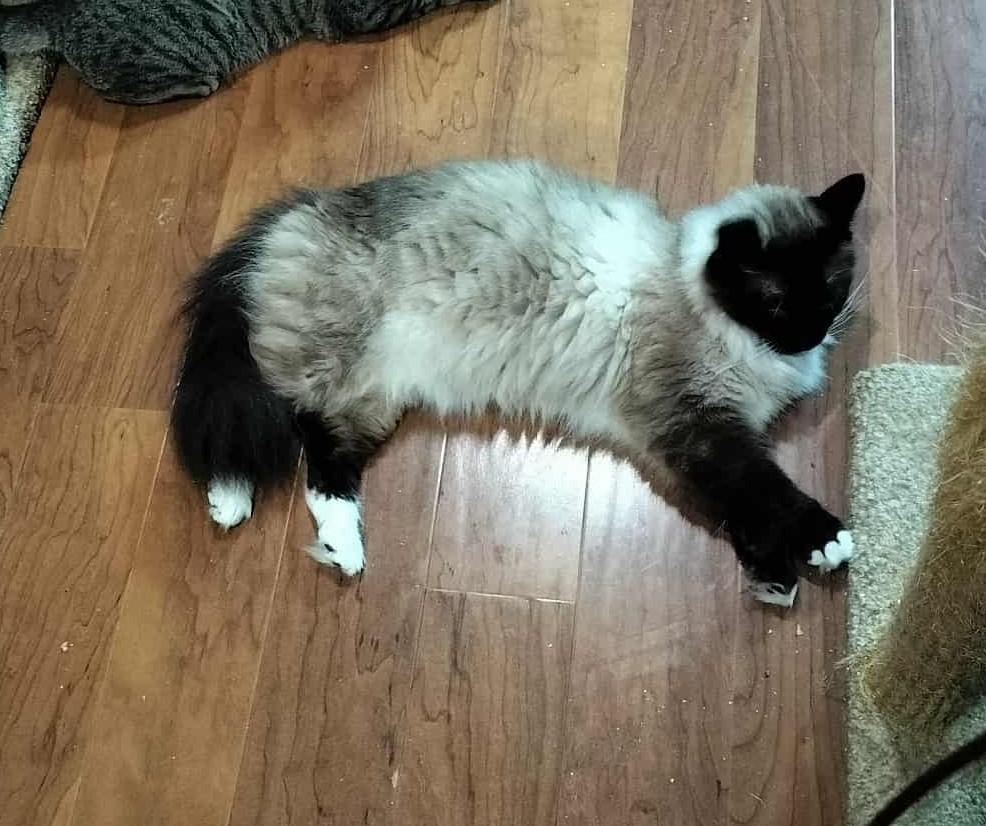 Enlarge TOULOUSE, a Adoptable mixed breed in HEMET, CA image 2/5