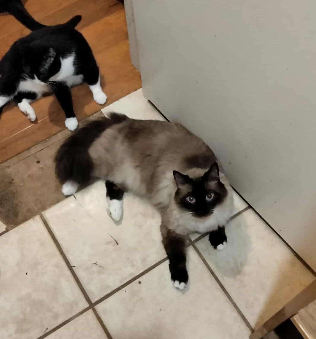 Toulouse thumbnail 5