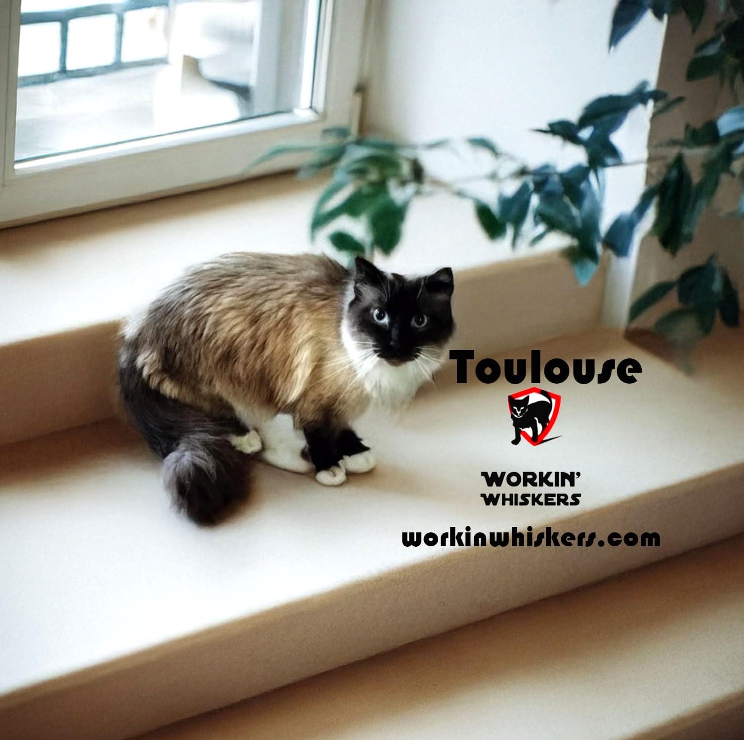 TOULOUSE, Adoptable, Young Male Ragdoll & Birman.