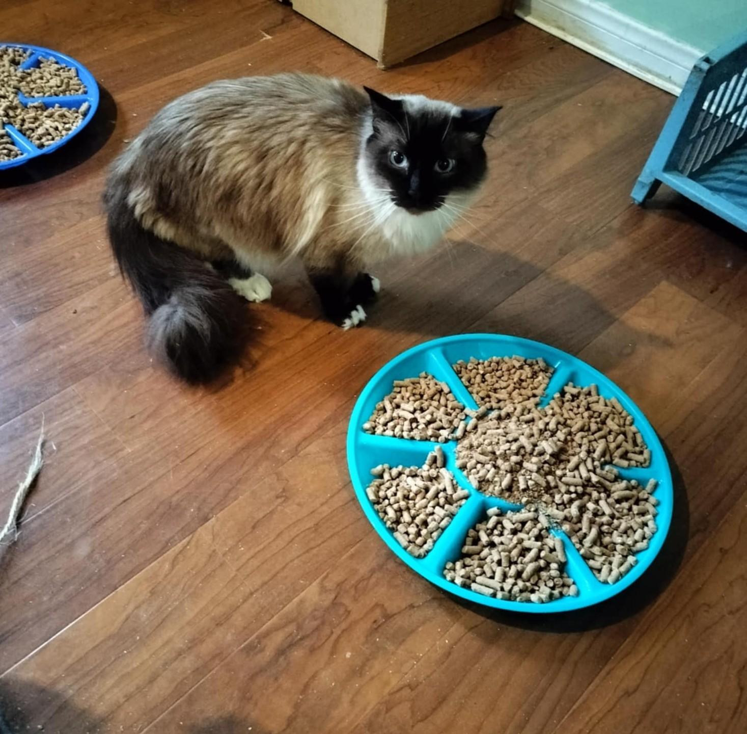 Enlarge TOULOUSE, a Adoptable mixed breed in HEMET, CA image 3/5