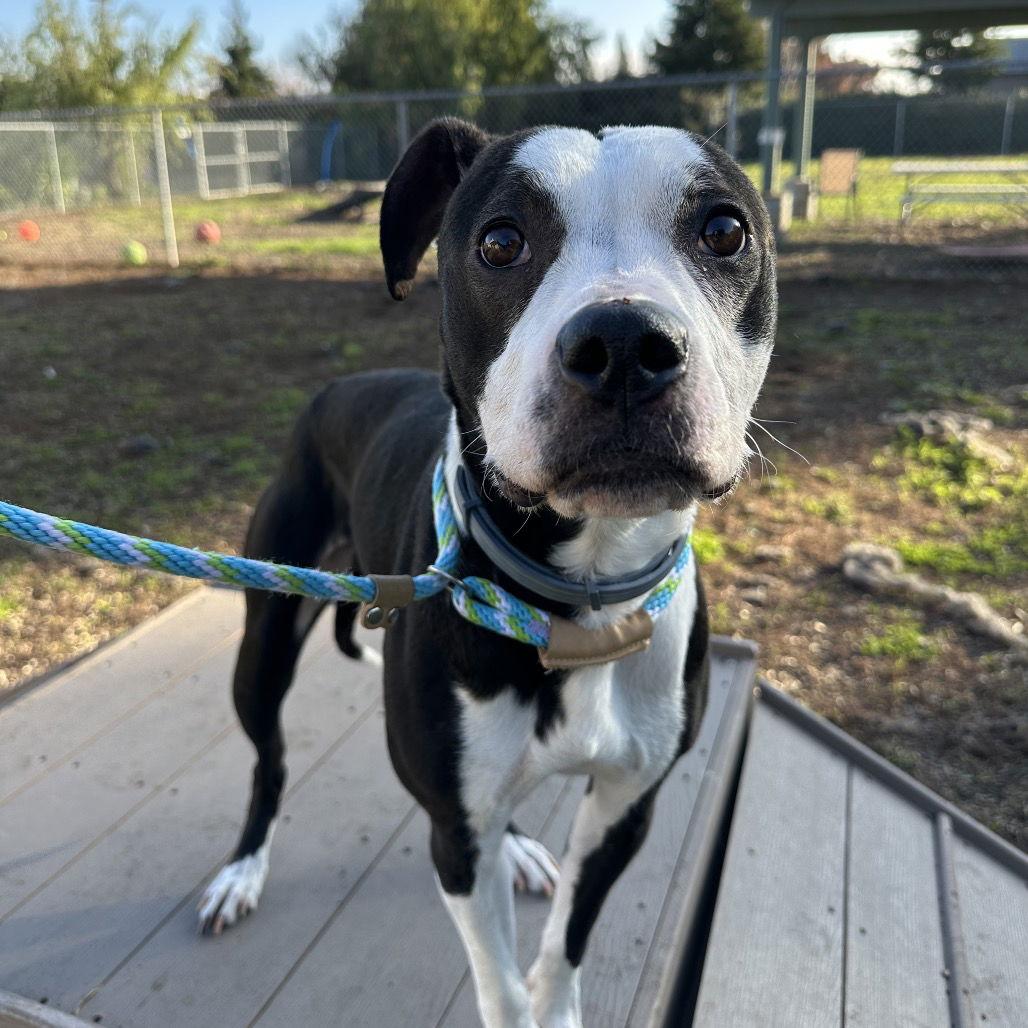 Nova, a Adoptable mixed breed in Rohnert Park, CA image 1/3