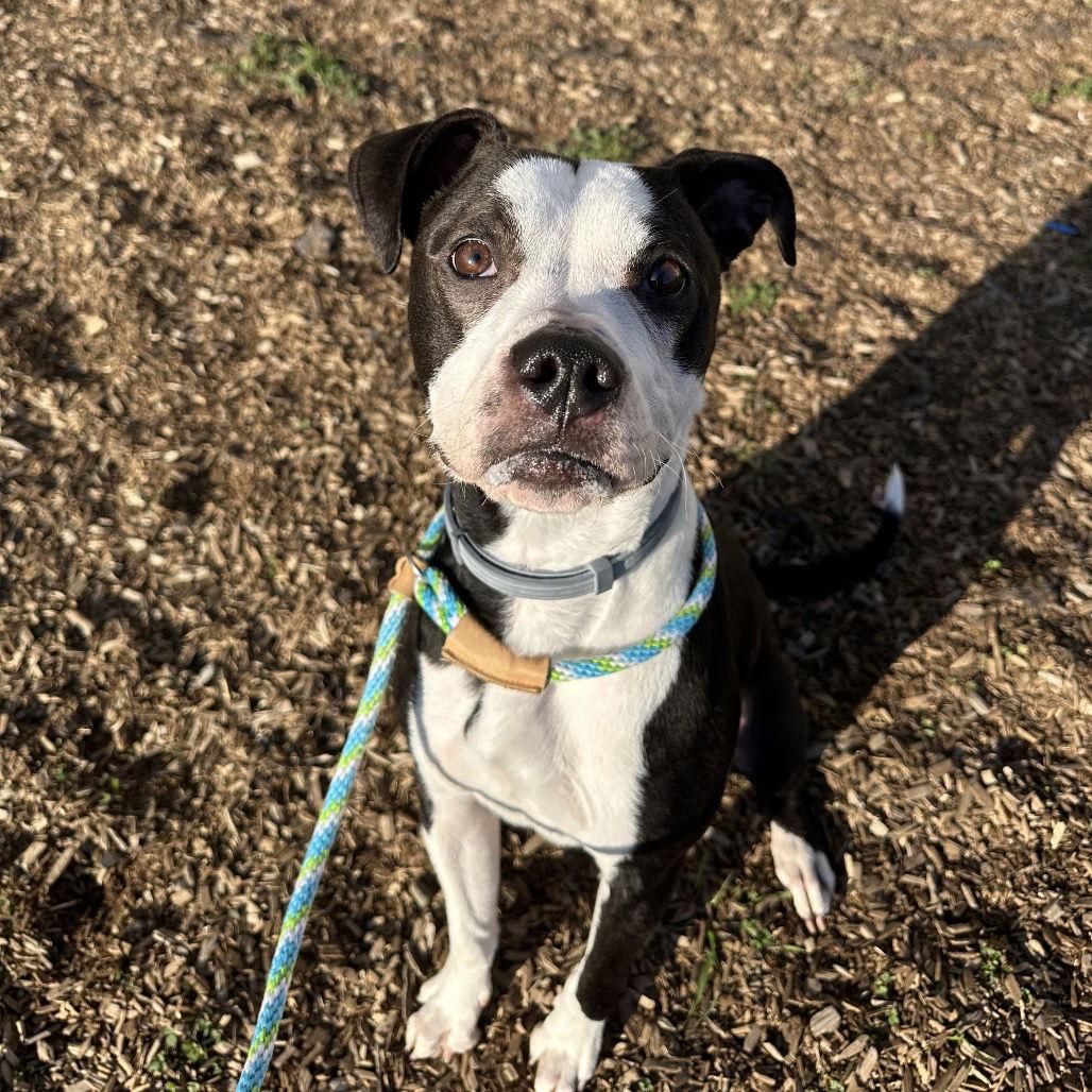 Nova, a Adoptable mixed breed in Rohnert Park, CA image 2/3