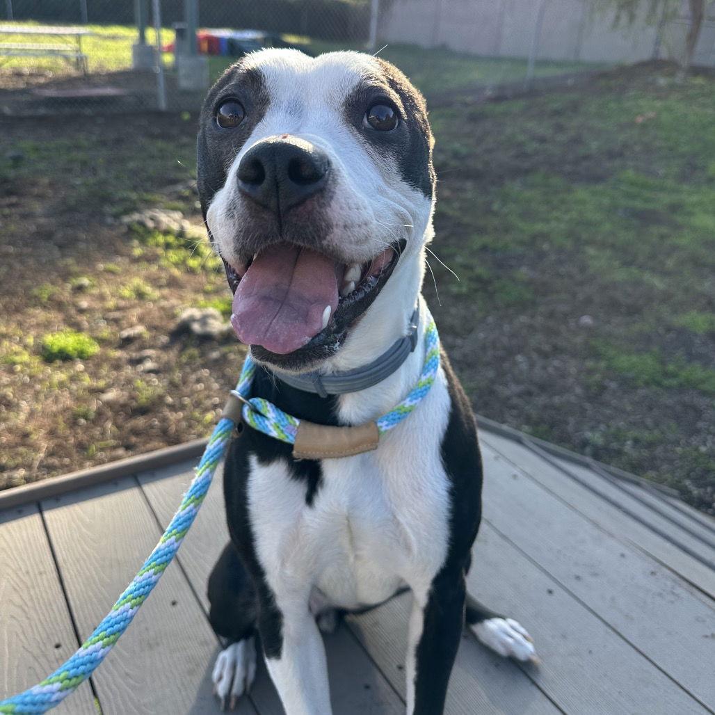 Nova, a Adoptable mixed breed in Rohnert Park, CA image 3/3