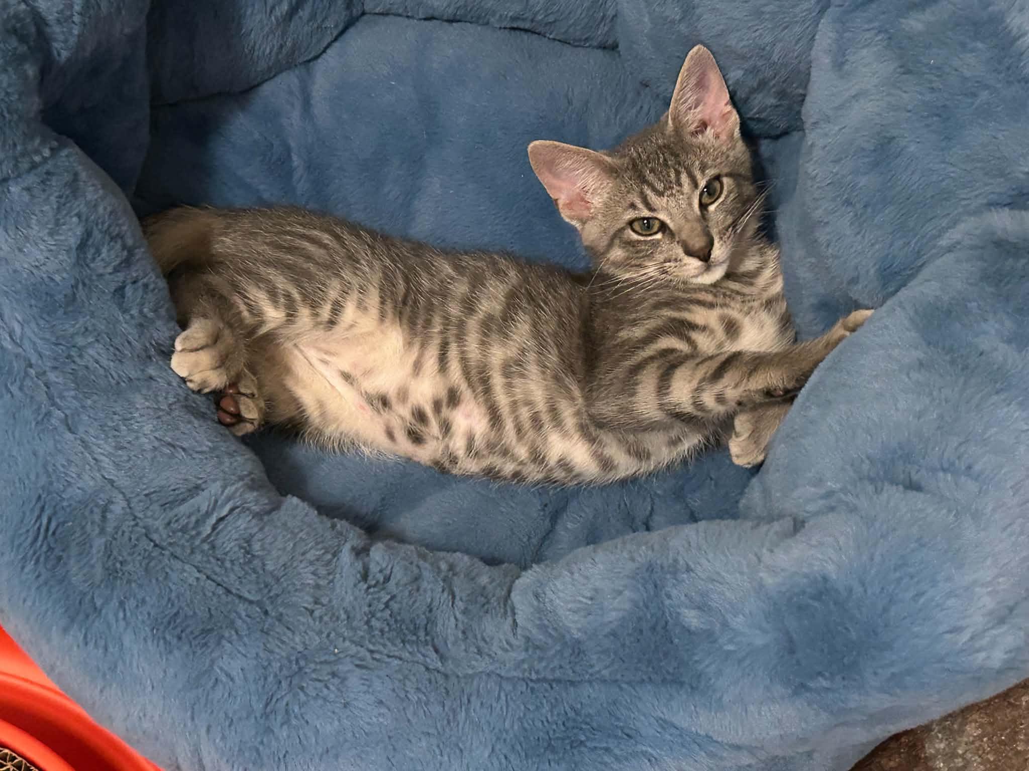 Enlarge William, a Adoptable Domestic Short Hair in Wading River, NY image 1/6