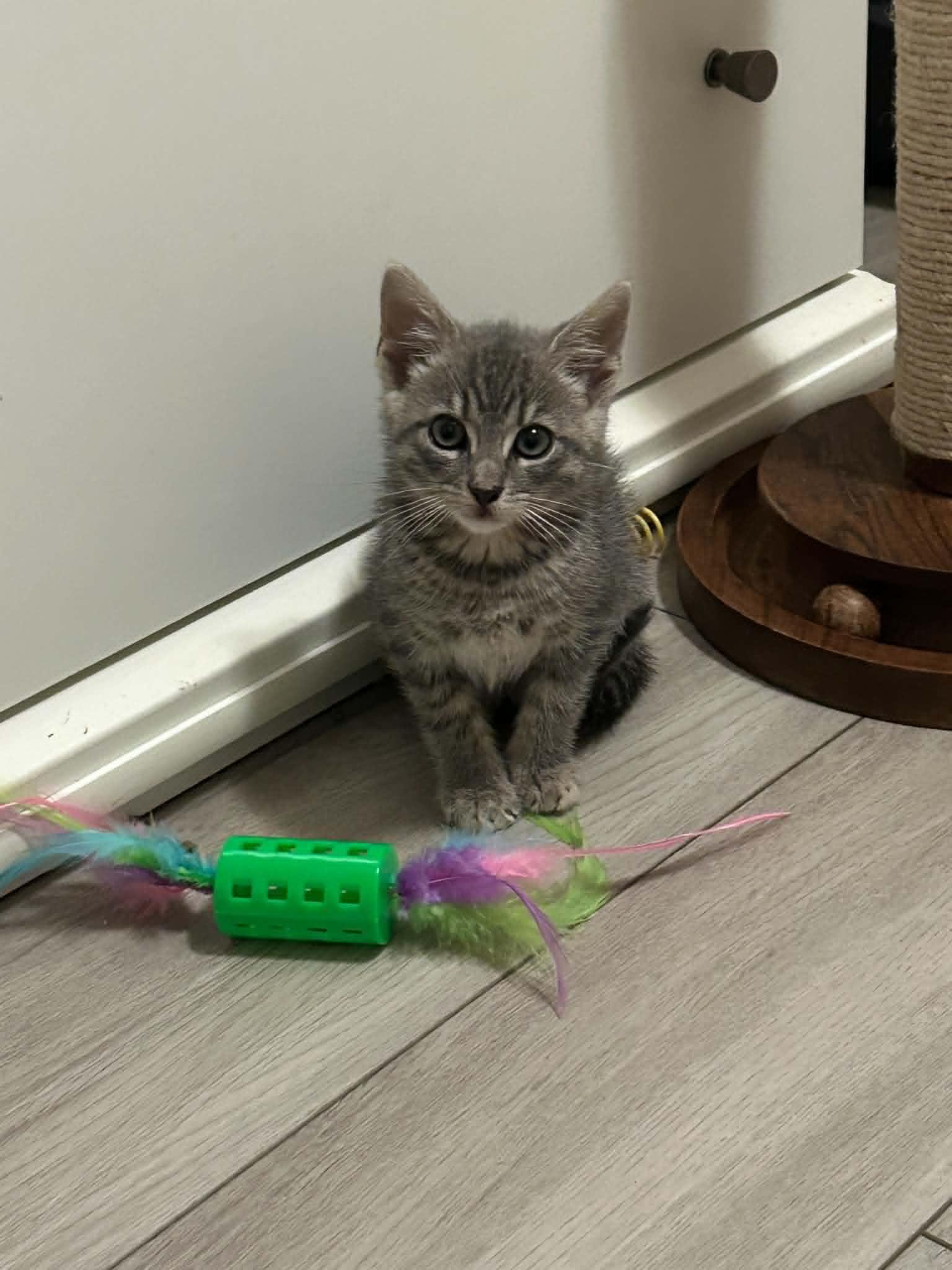William, ADOPTABLE, Kitten Male Domestic Short Hair.