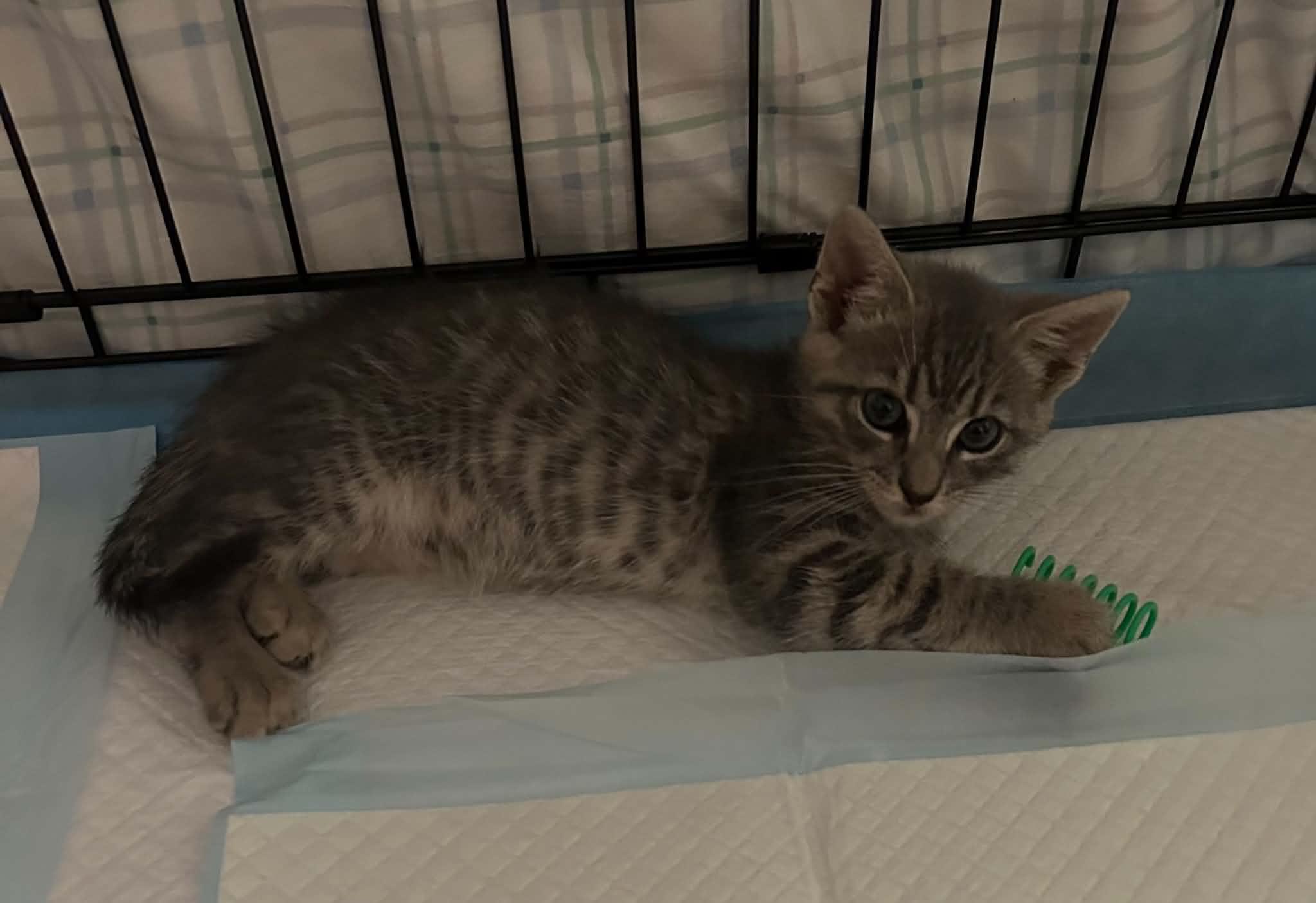 William, a ADOPTABLE Domestic Short Hair in Wading River, NY image 2/6