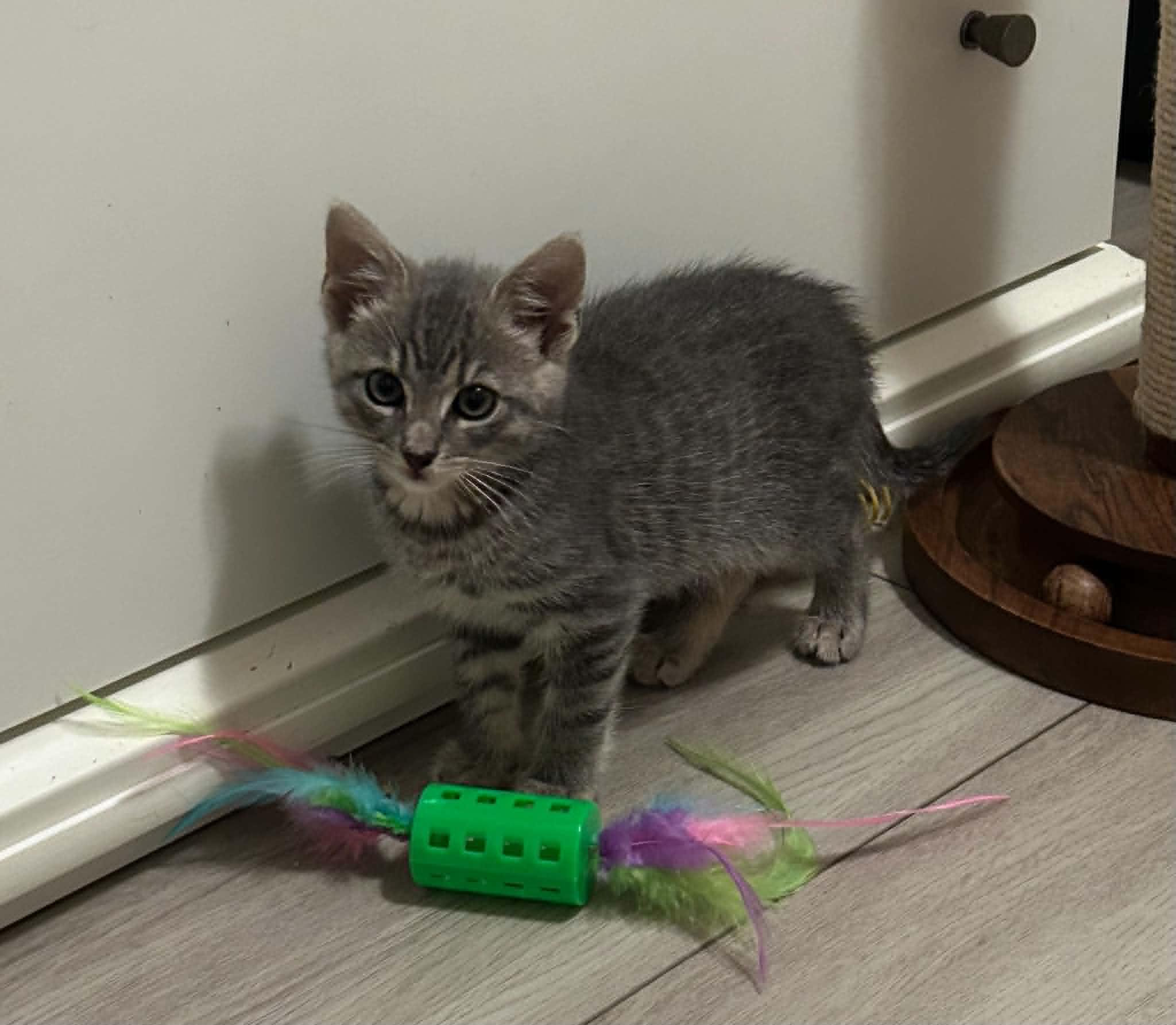 William, a ADOPTABLE Domestic Short Hair in Wading River, NY image 4/6