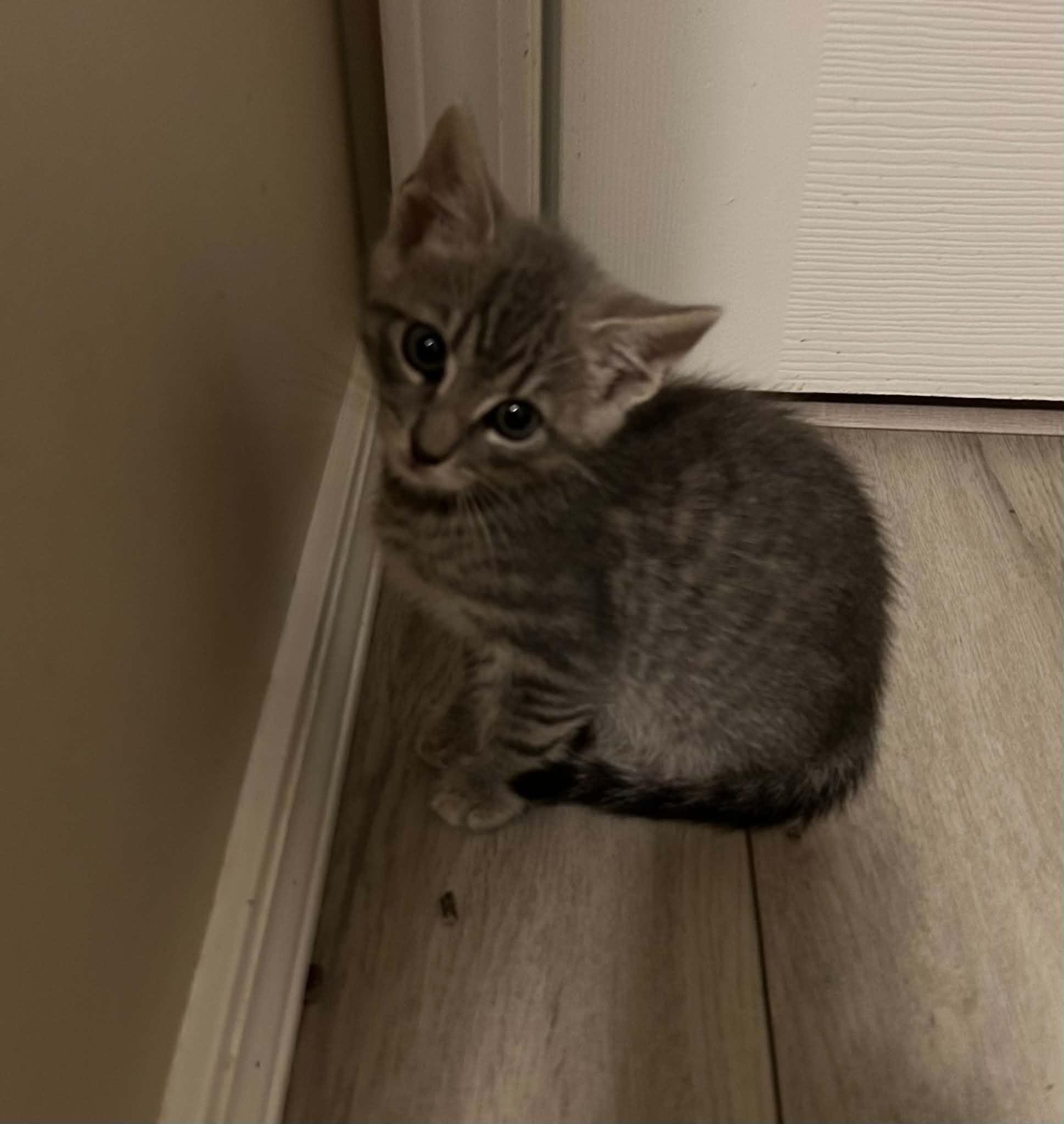 William, a ADOPTABLE Domestic Short Hair in Wading River, NY image 6/6