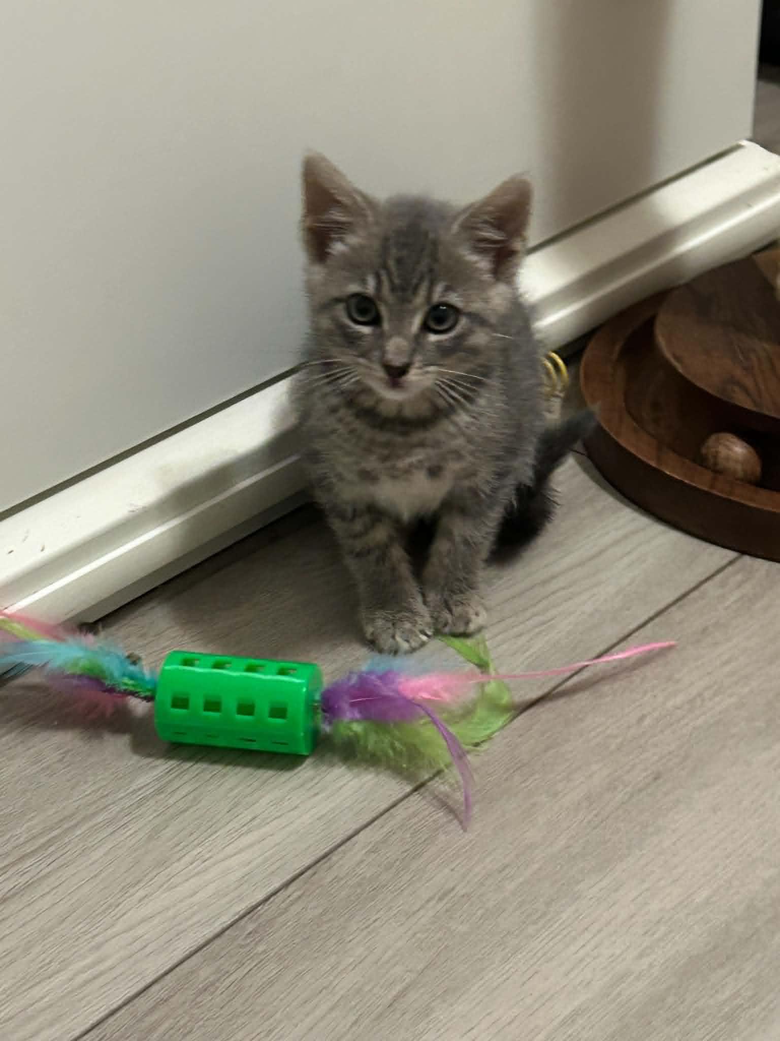 William, a ADOPTABLE Domestic Short Hair in Wading River, NY image 3/6