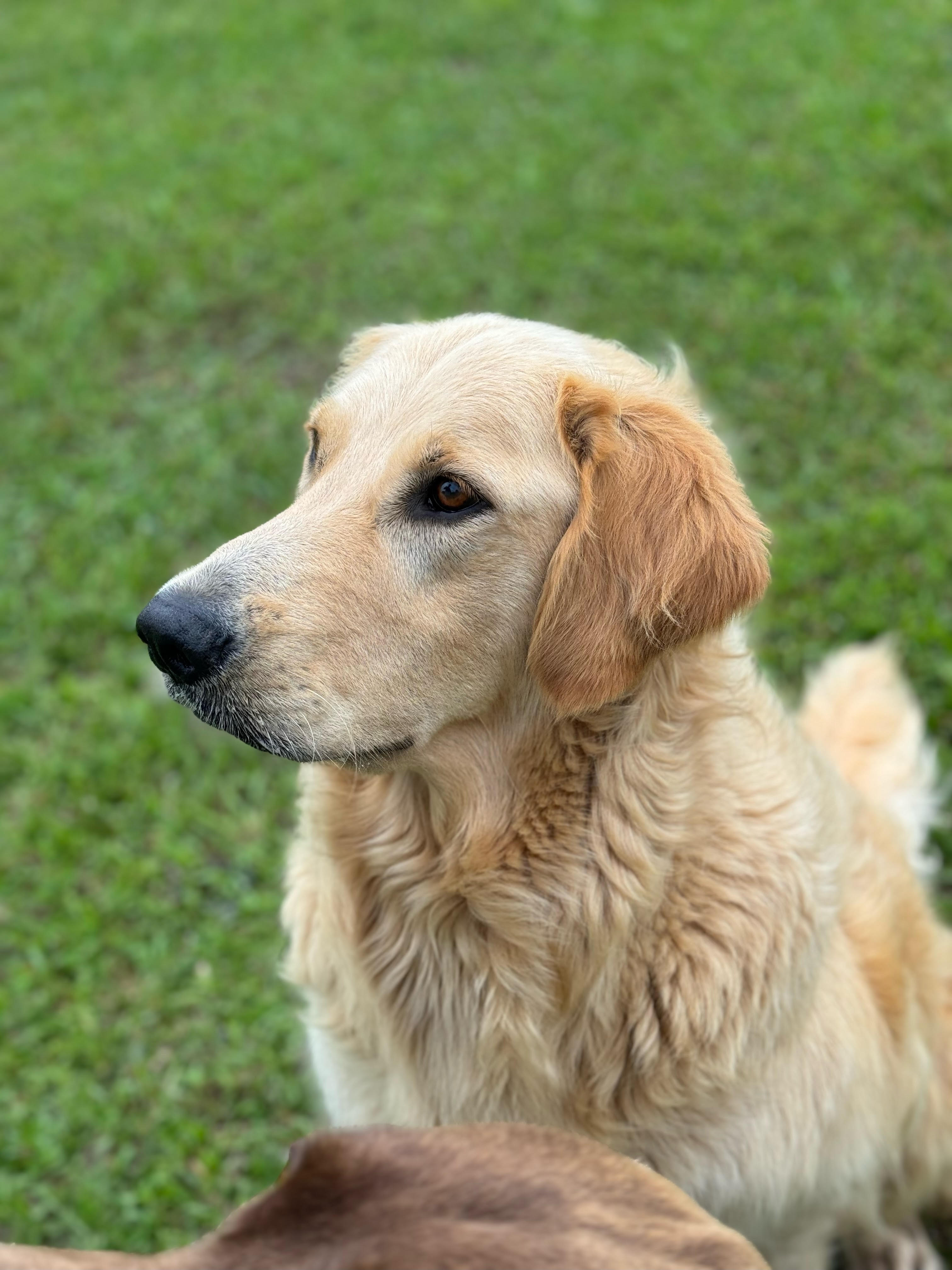 Dog for adoption - Bilbo and Chewy, a Golden Retriever in Grant 
