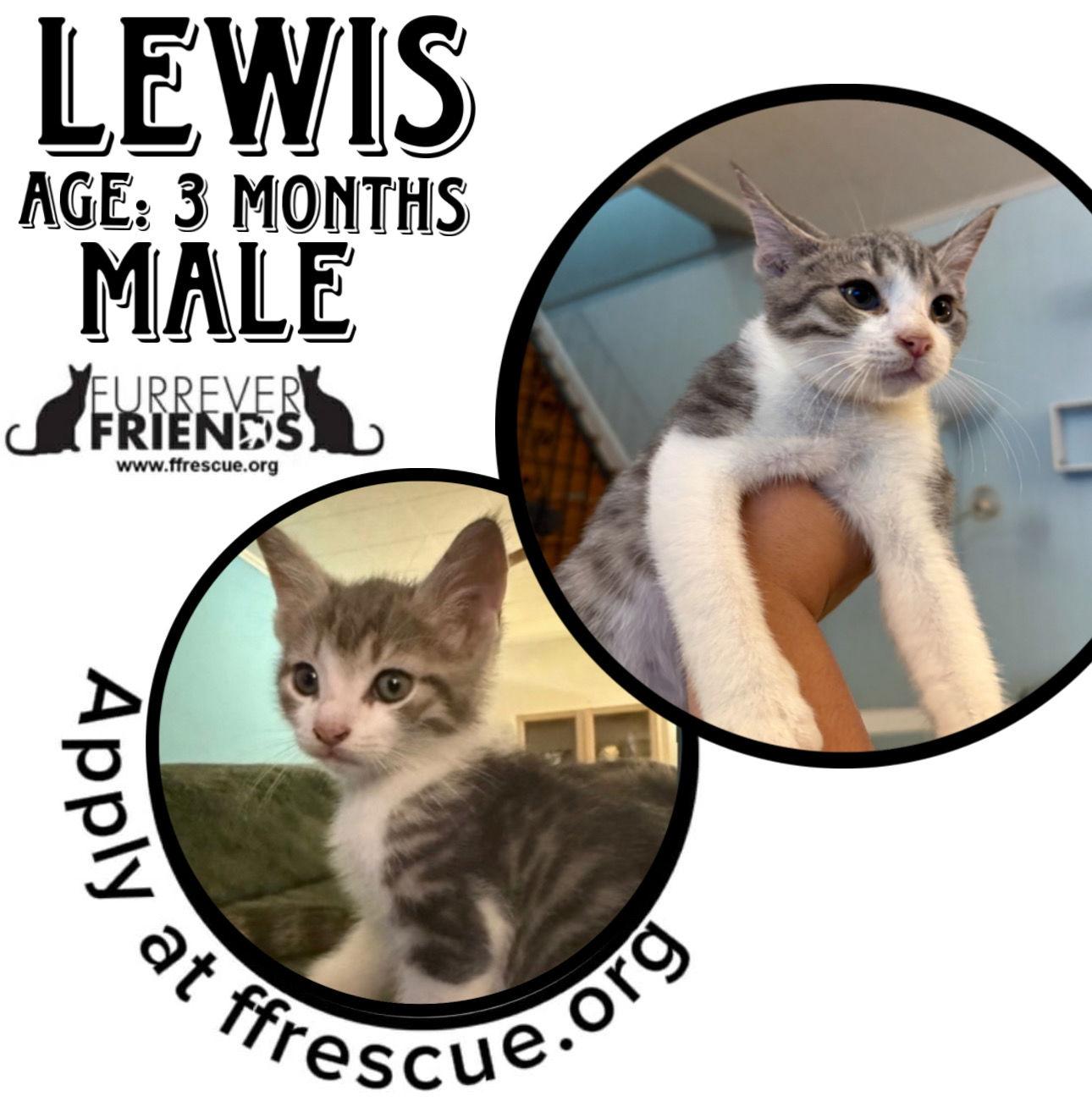 Lewis, Adoptable, Young Male Domestic Short Hair.