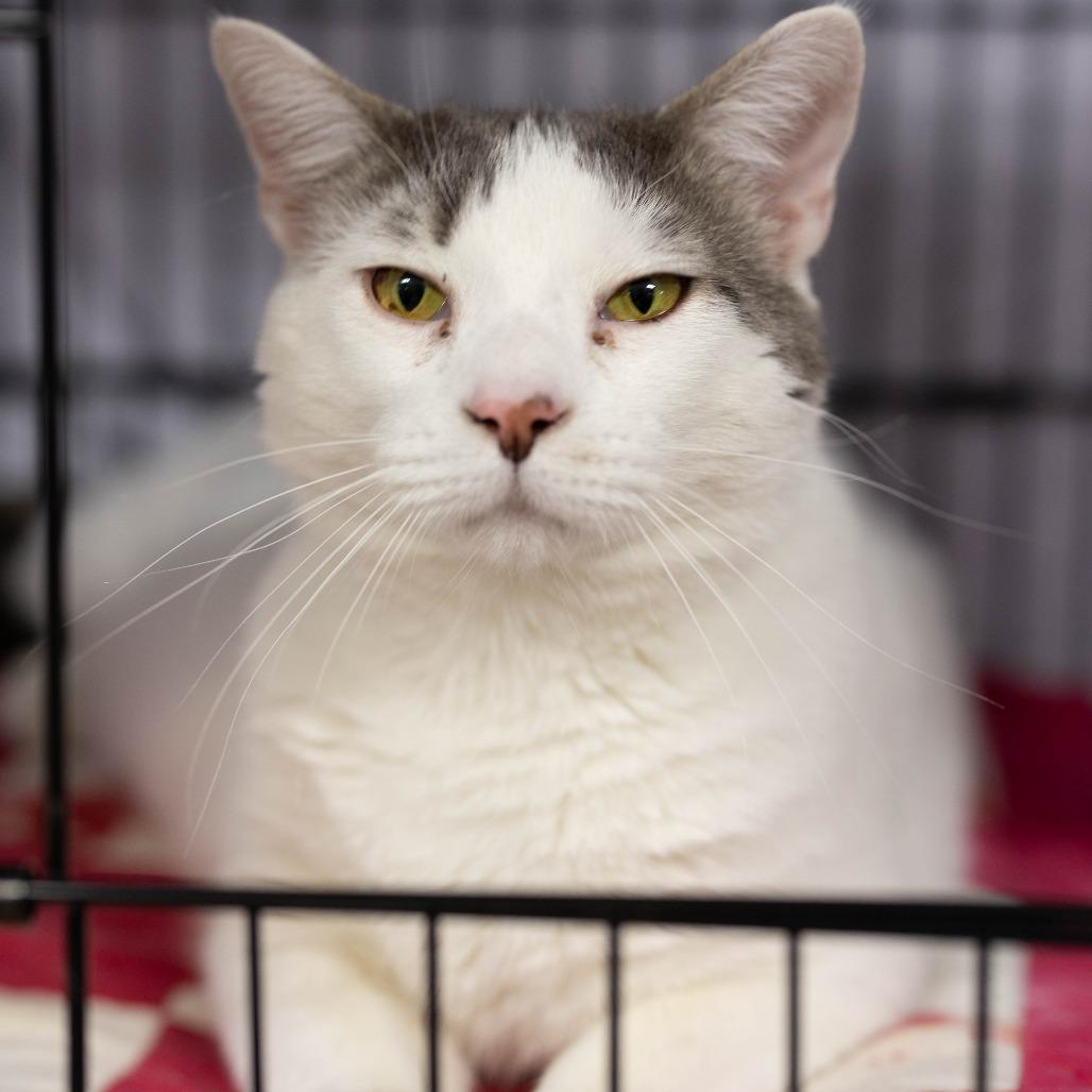 26-44 Clyde, Adoptable, Adult Male Domestic Medium Hair.