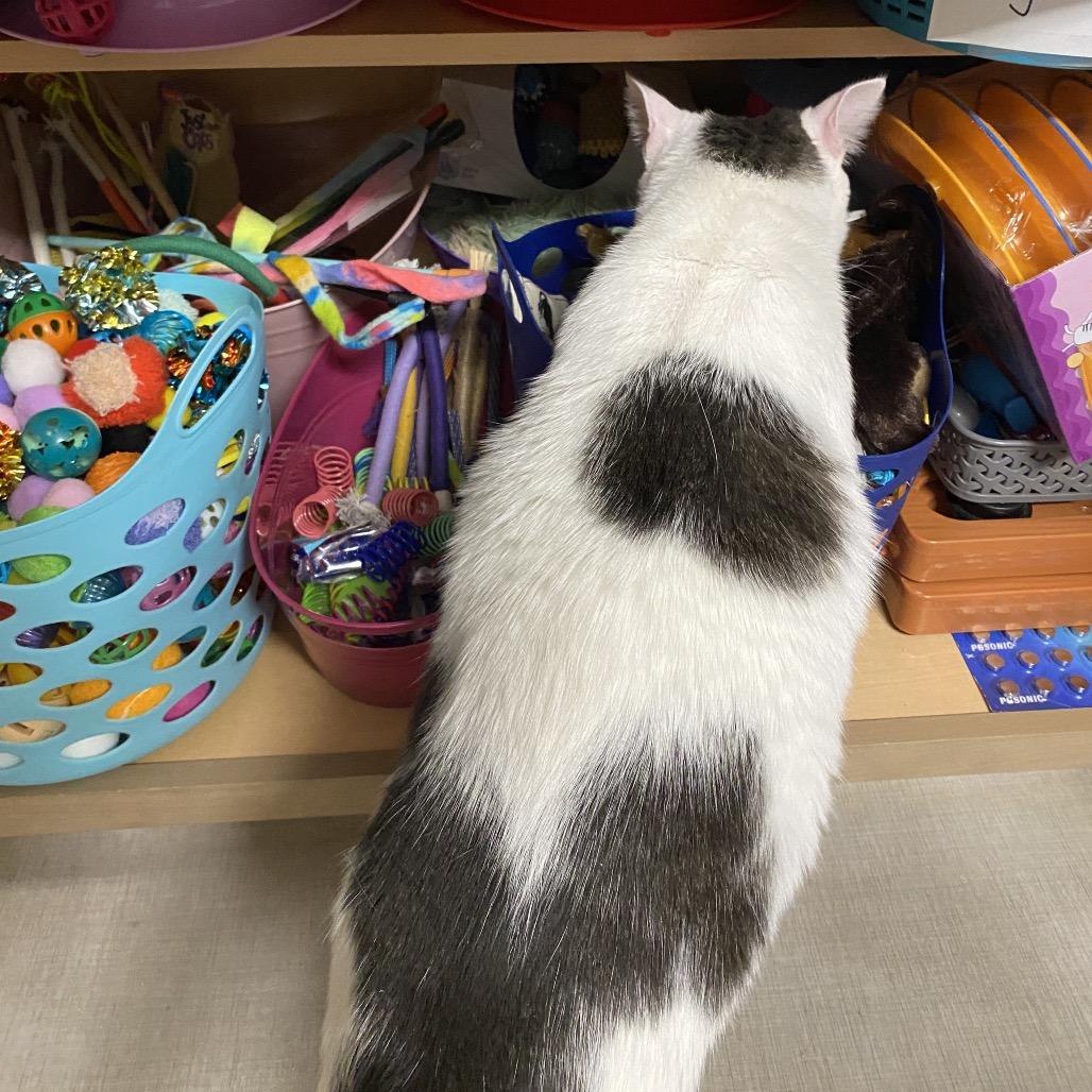 26-44 Clyde, Adoptable, Adult Male Domestic Medium Hair.