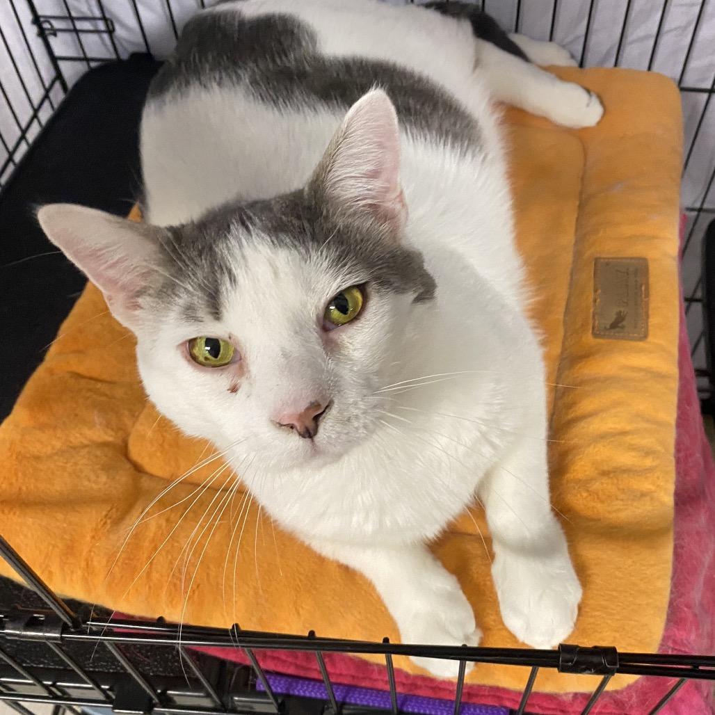 26-44 Clyde, a Adoptable Domestic Medium Hair in North Branford, CT image 3/5