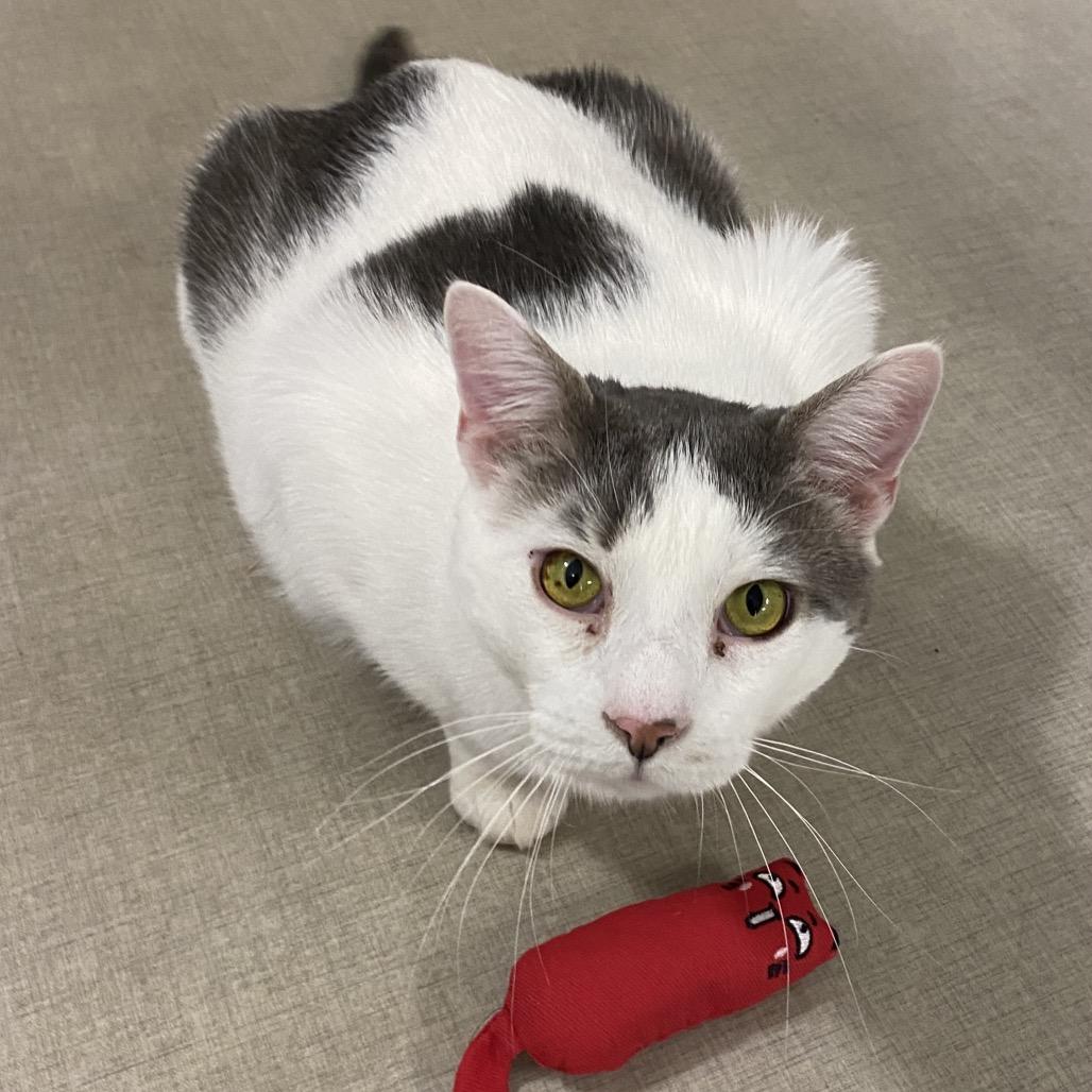 26-44 Clyde, a Adoptable Domestic Medium Hair in North Branford, CT image 4/5