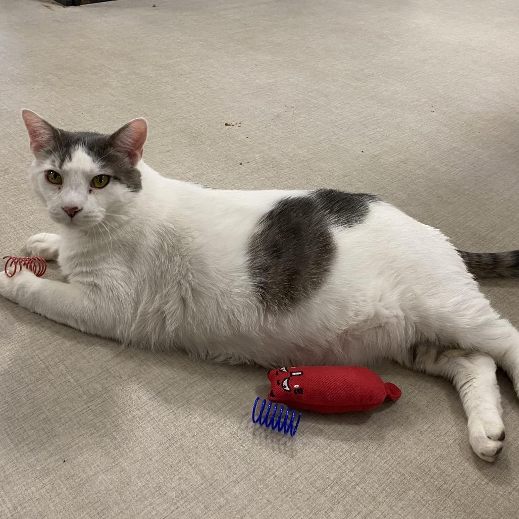 26-44 Clyde, a Adoptable Domestic Medium Hair in North Branford, CT image 5/5