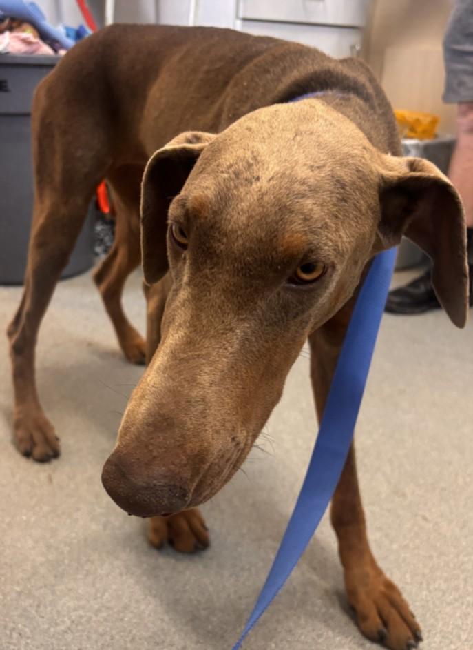 A211194, Adoptable, Adult Female Doberman Pinscher.