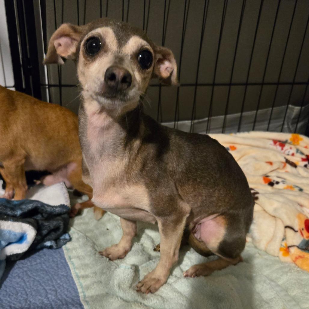 Sis, a Adoptable Chihuahua in Katy, TX image 1/5