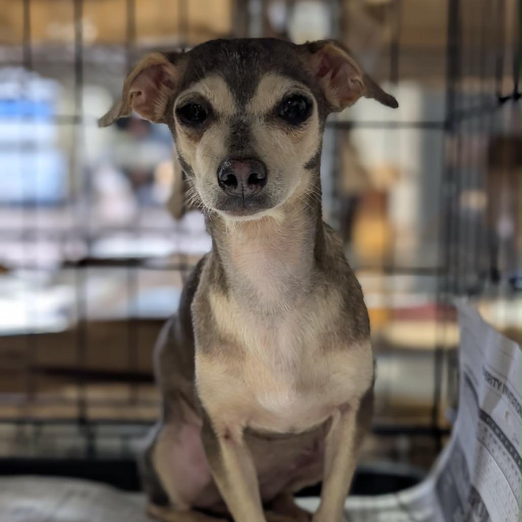 Sis, a Adoptable Chihuahua in Katy, TX image 2/5
