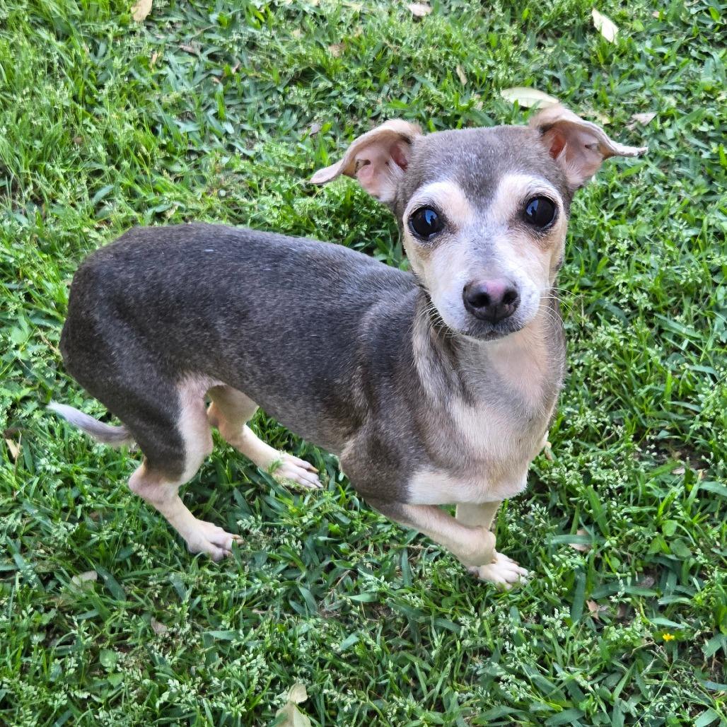 Sis, a Adoptable Chihuahua in Katy, TX image 3/5