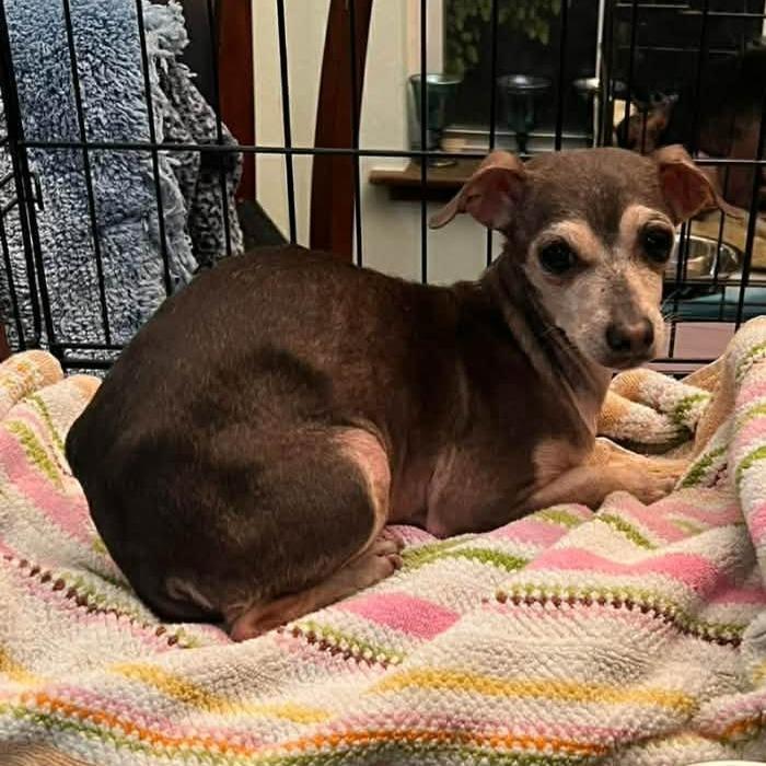 Sis, a Adoptable Chihuahua in Katy, TX image 4/5