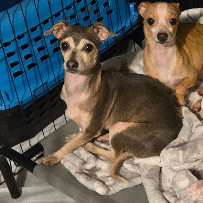 Sis, a Adoptable Chihuahua in Katy, TX image 5/5